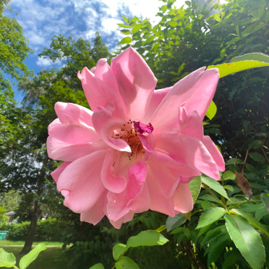 rosarote Blume